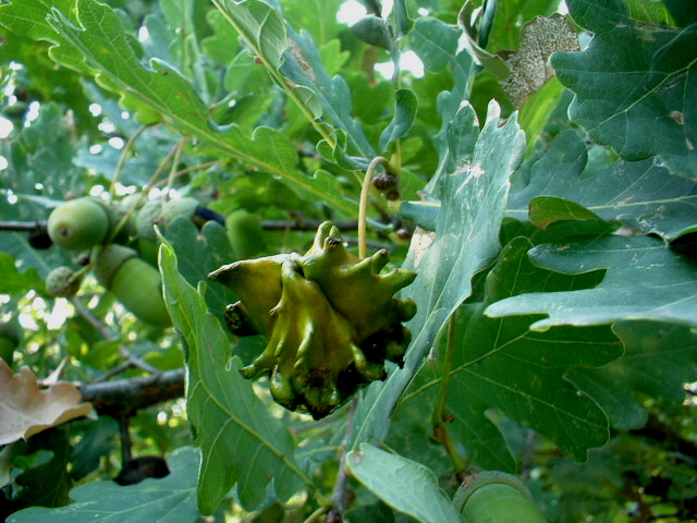 Galle: Andricus quercuscalicis e A. kollari